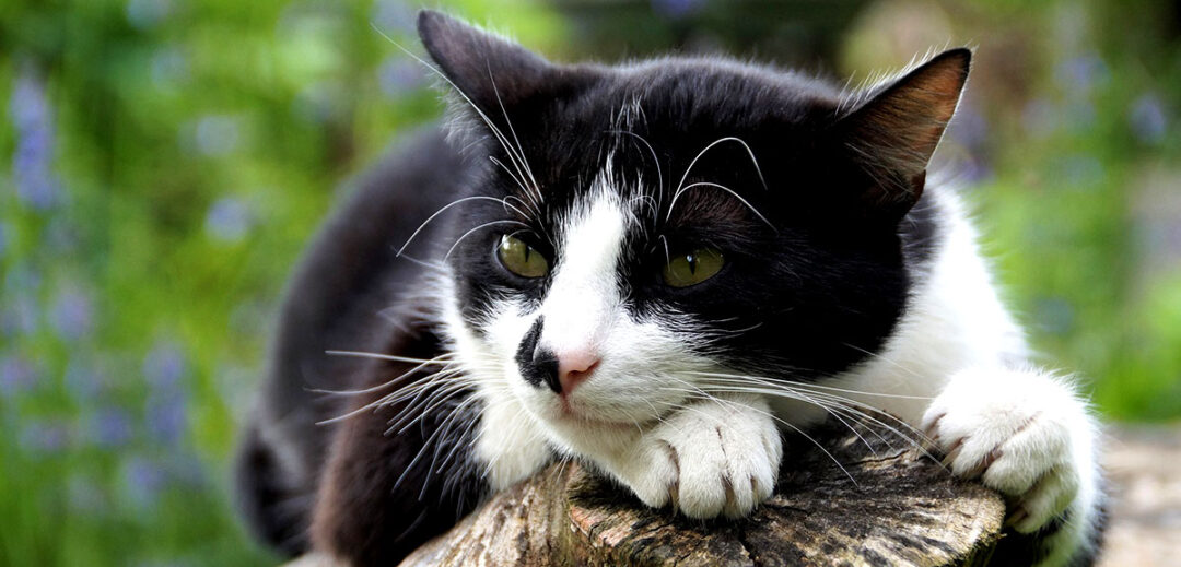 O indiferente olhar felino